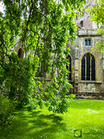 Willow tree